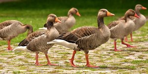 /fileadmin/_processed_/6/6/csm_WOB_ER_Wuesting_pixabay_Alexas_Fotos_98c3742095.jpg