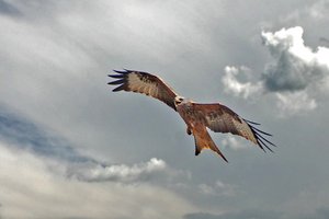 /fileadmin/_processed_/a/c/csm_BS_Adler_bagal_pixelio.de_88a0d48d30.jpg