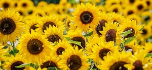 /fileadmin/_processed_/d/c/csm_WOB_ER_Wuesting_Sonnenblumen_9191a6ce37.jpg